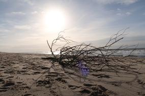 Beach North Sea Sand