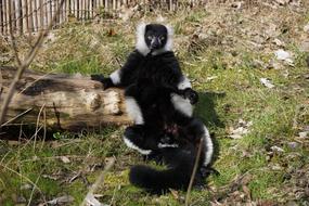 Monkey Nature Animal World