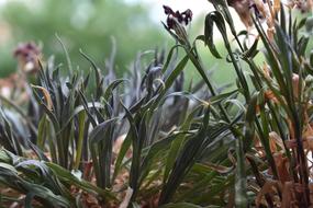 Dry Grass Drought