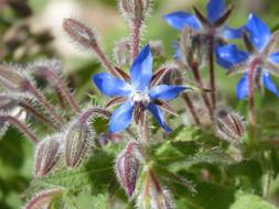 Borage Wild Flower Nature