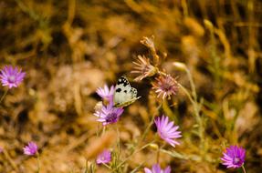 Nature Butterfly Flower Summer