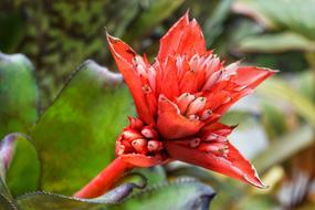 Flaming Torch Billbergia