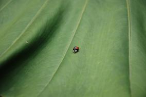 Green Leaf Ladybug