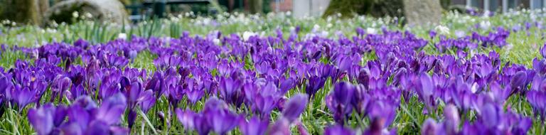 Purple Spring Flower