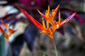 Estrelítzia Bird Of Paradise