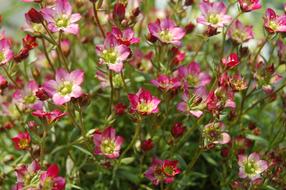Flower Nature Summer