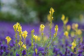 Linaria Vulgaris Common Toadflax