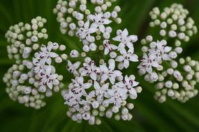 white little flowers a lot