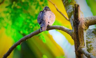 big bird on a branch