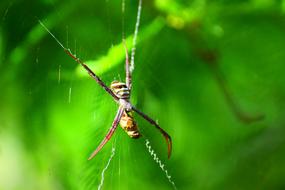 insect on a spider web on a green background