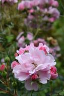 Rosebush Pink Flower