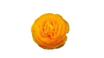 Flower Yellow Nature