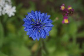 Nature Flower Plant
