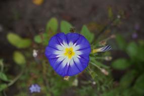 Flower Nature Plant
