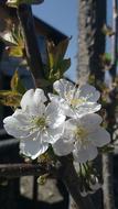 Flower Tree Flora