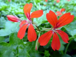Geranium Pelargonium Red