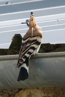 Nature Animal Hoopoe