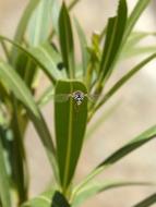 Hoverfly Oleander Insect In Flight