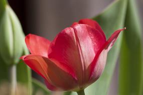 Tulip Lilies Spring