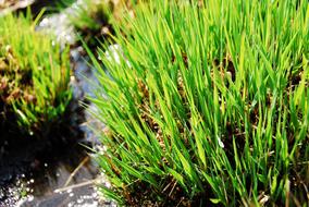 Grass Plant Nature