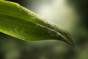 green leaf in the dew
