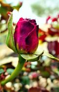 dry single rose
