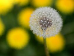 Dandelion Down Yellow