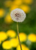 Dandelion Down Yellow