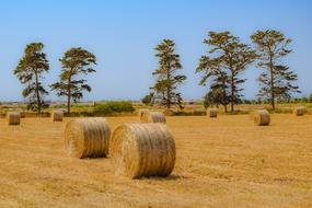 Hay Agriculture Straw