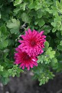 Red Flower Dacha Bloom