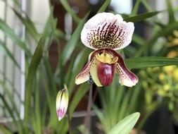 Flower Nature Plant