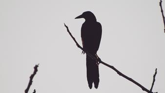 black crow on a branch silhouette