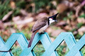 small brown Bird