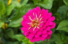 Zinnia Flower Plant Ornamental