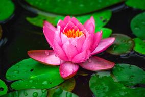 Water Lilies Nature Plants