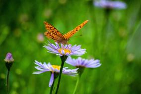 Nature Plants Flowers