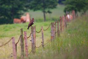 Nature Grass Fence