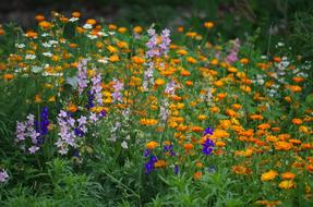 Flowers Marigolds macro blur