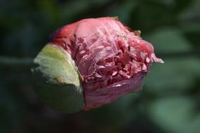 Flower Nature Plant