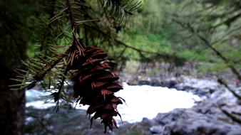 dry bump on the branches