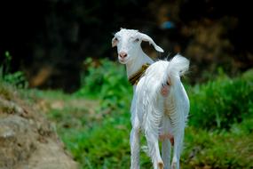Nature Grass Animal