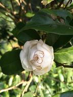 Nature Flower Plant