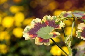 The flower is big and beautiful