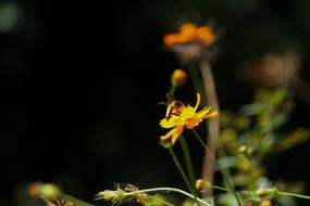 Nature Insect Flower