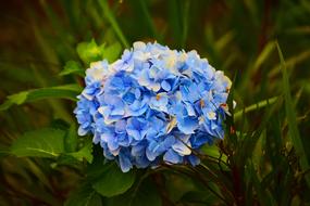Flowers Blue Nature