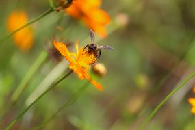Nature Insect Outdoors