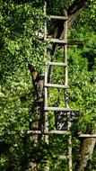 wooden staircase with leaves