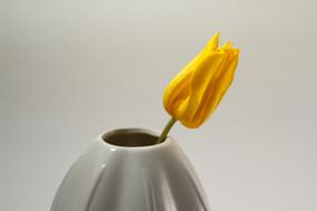 Tulip Vase Grow