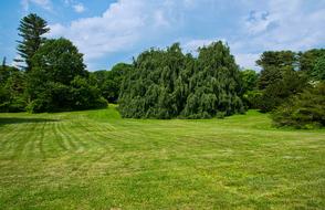 Trees Planting Fields Summer