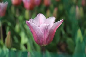Nature Plant Flower